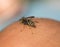 Insect hollow wasp flew to the human hand and took out a sting t