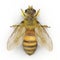 Insect honey bee isolated on white. 3D illustration