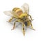 Insect honey bee isolated on white. 3D illustration