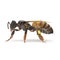 Insect honey bee isolated on white. Side view. 3D illustration