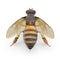 Insect honey bee isolated on white. Top view. 3D illustration