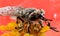 Insect horsefly macro