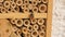 Insect hotel with the European orchard bee