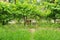 Insect hotel in the garden