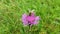 Insect hoverfly on a violet - pink wild flower knapweed in meadow.