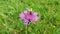 Insect hoverfly on a violet - pink wild flower knapweed in meadow.