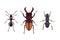 Insect icon flat isolated nature flying bugs beetle ant and wildlife spider grasshopper or mosquito cockroach animal