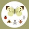 Insect icon flat nature flying butterfly beetle ant and wildlife spider grasshopper or mosquito cockroach