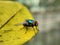 Insect invertebrata on yellow leaf