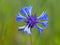 Insect on a Knapweeds flower in the sun. A blue flower in droplets of dew on a blurred green background. Plants of the meadows of