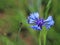 Insect on a Knapweeds flower in the sun. A blue flower in droplets of dew on a blurred green background. Plants of the meadows of