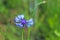 Insect on a Knapweeds flower in the sun. A blue flower in droplets of dew on a blurred green background. Plants of the meadows of