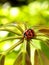 Insect Lady Beetle Ladybug Ladybugs Ladybird Beetles Green Plants Nature Coccinellidae Sunshine Morning Spring Outdoor Garden