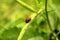 Insect Ladybird Beetle on green plant