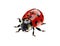 Insect ladybird cute small red bugs. Vector illustration