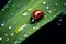 Insect ladybug on the street in dewdrops