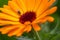 Insect lands on an orange flower and tries to remove its pollen, Viseu