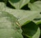 Insect with a large antenna on a green leaf