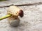 .insect larva, thick, white, hairy, lies on a wooden background