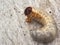Insect larva, thick, white, hairy, lies on a wooden background