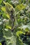 Insect larvae on a green plant