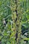 Insect larvae on a green plant