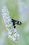 Insect on lavender angustifolia, lavandula in herb garden in evning sunlight, sunset