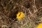 Insect of leaf beetles known as lachnaia on a yellow flower in countryside