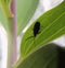 Insect leaf green nature garden Sun branch parck