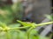 insect on a leaf with a macro lens