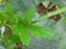 Insect on leaf of okra plant - Ladybug