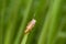 Insect on leaf in tropical forest, Thailand