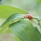 insect on the leaves. Orange insect. Beautiful animal. Macro photo