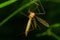 The insect, the Limonia stork fly in the family Limoniidae, has a very small body with orange coloration and long stilt legs and