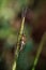 Insect with long spindly antenna perched atop a blade of grass