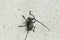 Insect: Longhorn Beetle.