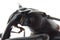 Insect longhorn beetle head macro