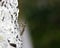 Insect macro mosquito sitting on the trunk of a birch