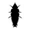 Insect in magnifier. Trilobite beetle Duliticola Platerodrilus. Sketch of Trilobite beetle. Trilobite beetle Design for