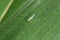 Insect of Maize leafhopper Zyginidia scutellaris pest of corn crop and damaged leaves of maize by this pest. It is an increasing