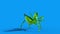 Insect Mantis Attacks Back Blue Screen Loop 3D Rendering Animation