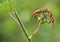 Insect Mating in the grass