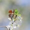 insect May-beetle flies up spreading its wings from a branch of a blossoming cherry tree in garden against a blue sky