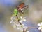 Insect May-beetle flies up spreading its wings from a branch of a blossoming cherry tree in  garden against a blue sky