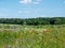 Insect meadow blooms in spring