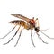 Insect mosquito isolated on white transparent background