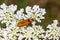 Insect by name in latin Oenas crassicornis. Oenas crassicornis beetle in natural habitat