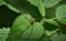 Insect on nettle leaves.