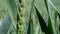 Insect pests, greenfly on green soft wheat, close-up, spring