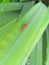 Insect on a plant leaf